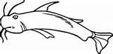 Catfish Ikan Lele Mewarnai Poisson Sum Ryba Hitam Putih Sketsa  sketch template