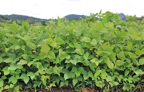 Food Plot Seed: How to Plant Cowpeas - Realtree Camo