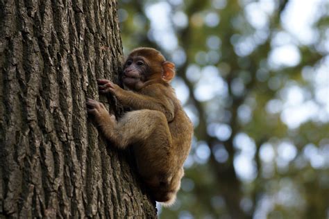 Climbing Baby Monkey, pt.2 | Ralf | Flickr