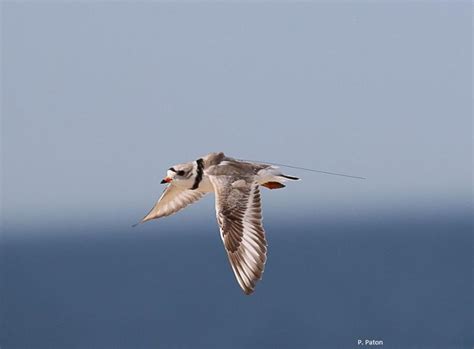 Mapping Piping Plover Migration