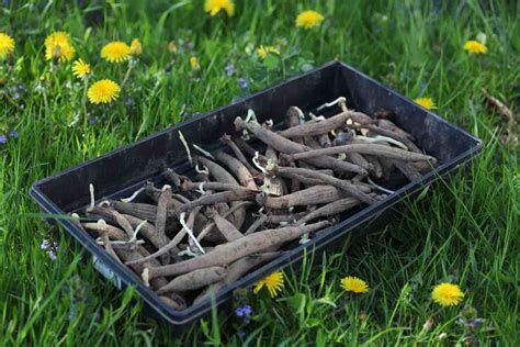 How To Plant Dahlia Tubers In Spring - Farmhouse & Blooms