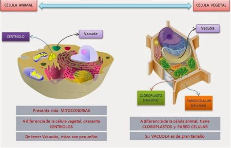 Biología y Geología 1º ESO: Diferencias entre célula animal y vegetal