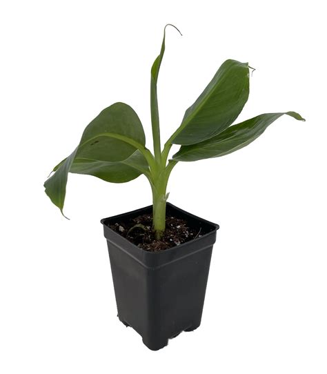 Super Dwarf Patio Banana Plant - 2.5" Pot - Musa - Great House Plant ...