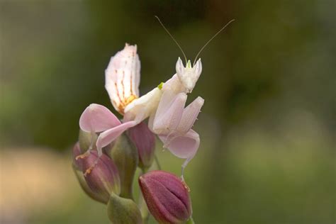 花吃蝴蝶？這昆蟲比蘭花更像蘭花 | 蘭花螳螂 | 大紀元