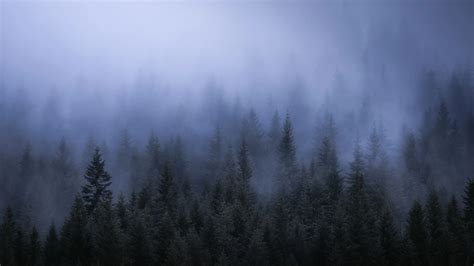 Fog Dark Forest Tress Landscape 5k - Free 4k Wallpapers - 40.000+ Free 4k Wallpapers - Pixel4k