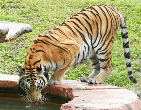 Free Tiger Drinking Water Stock Photo - FreeImages.com