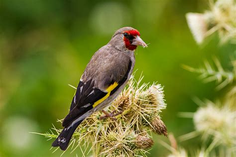 Common French bird species face 'unrelenting' decline