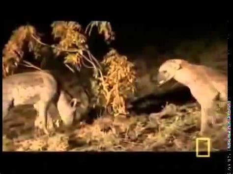 Full Documentary Nat Geo Wild Animals HD Predators at War Fighting National Geographic - YouTube