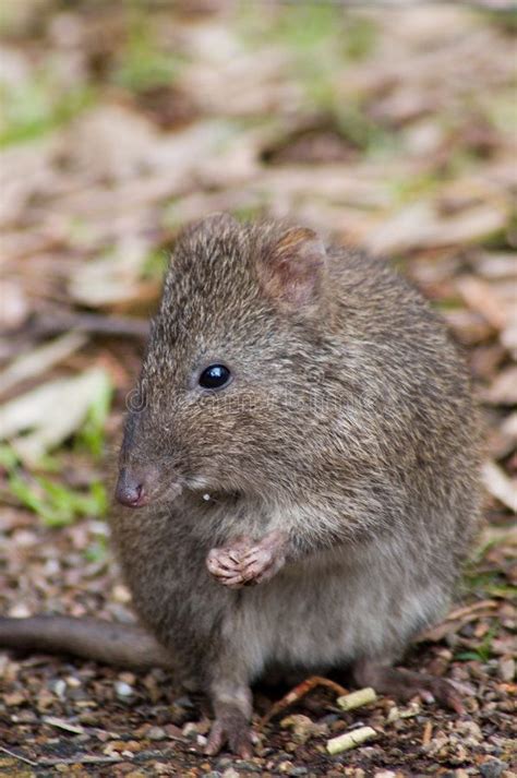 Adorable Potoroo Enjoying a Meal