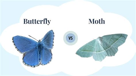 What Is the Difference Between A Butterfly and A Moth?