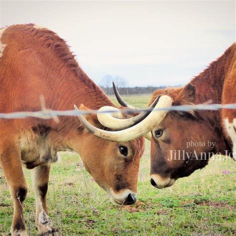 Texas Longhorn Cattle Ranch Scene - Etsy