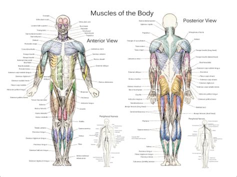 Muscle Anatomy Posters - Anterior, Posterior & Deep Layers