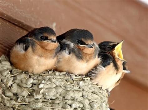 Barn Swallow - NestWatch