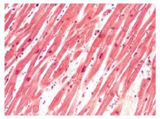 The Cell | Anatomy and Physiology I