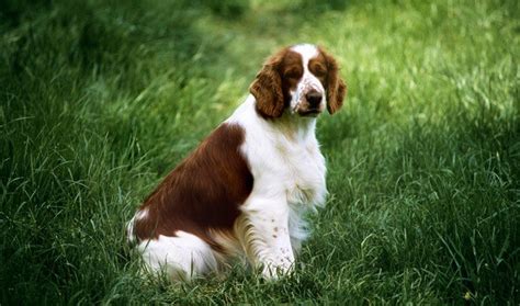 Welsh Springer Spaniel - Facts, Puppy, Price, Temperament, Breeders | Animals Adda