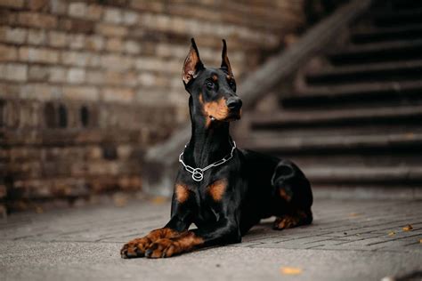 Download Doberman Pictures | Wallpapers.com