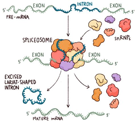 Uncovering how the spliceosome makes the cut | Feature | Chemistry World