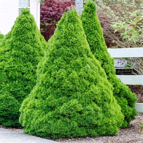 Dwarf Alberta Spruces for Sale– FastGrowingTrees.com