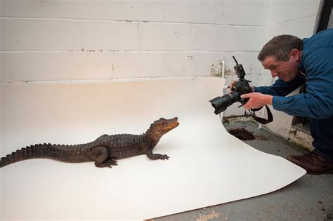 Joel Carefully Photographs Dwarf Caiman (Paleosuchus palpebrosus) - Joel Sartore