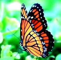 Monarch Butterfly. University of Florida Museum of Natural History Butterfly Rainforest ...