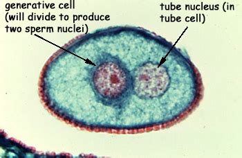 Lily – Male Gametophyte | BIOL/APBI 210 Lab Information