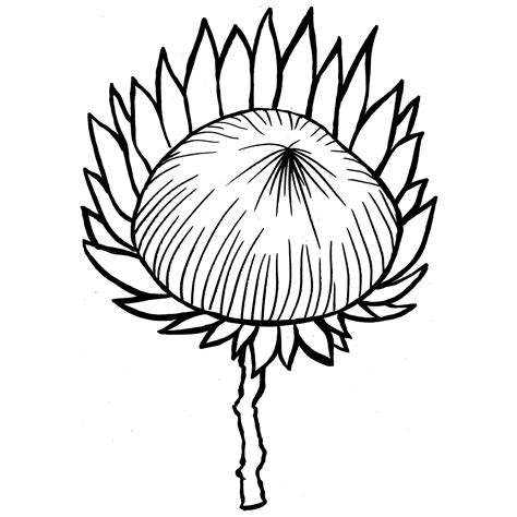 Protea Flower Drawing Sketch Coloring Page