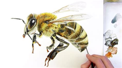 How to paint a realistic honey bee in watercolor - YouTube