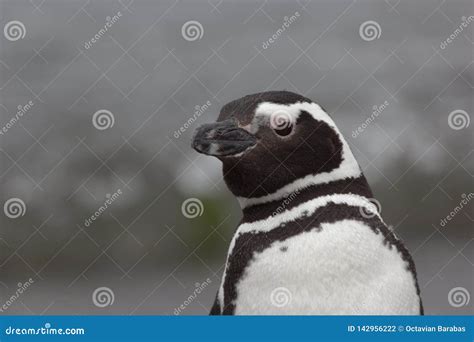 Penguin Portrait in South America / Argentina Stock Photo - Image of ...