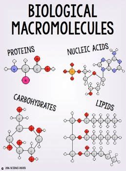 Macromolecules Poster Bulletin Board Pack | Classroom Decor | Chimie ...