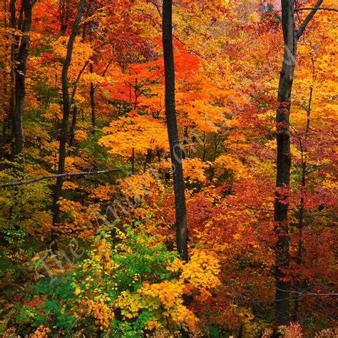 3 Autumn Trees, Vermont Photography Art | theandersongallery