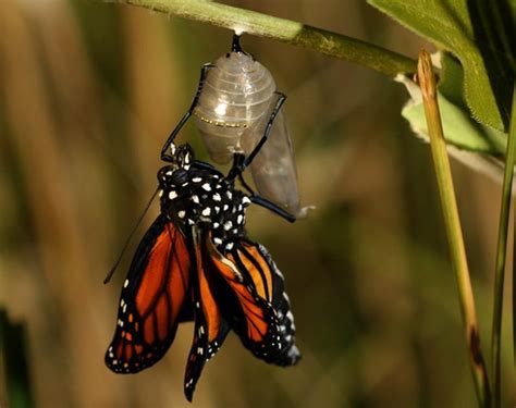 50 Fascinating Facts About Monarch Butterflies 2024!