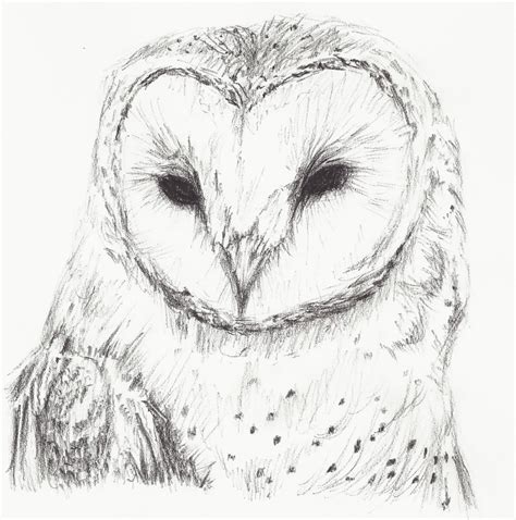 Simple Owl Sketch at PaintingValley.com | Explore collection of Simple Owl Sketch