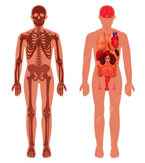 Skeleton Human Anatomy Vector PNG Images, Human Anatomy Set With Skeleton Structure And Internal ...