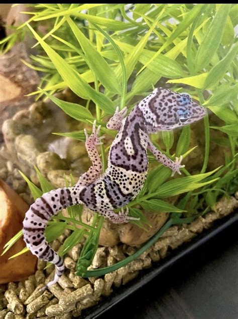 Morph ID help - Other Geckos - MorphMarket Reptile Community