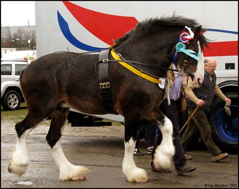 Shire Horse Show: Stallion 12 by ladyepona on DeviantArt