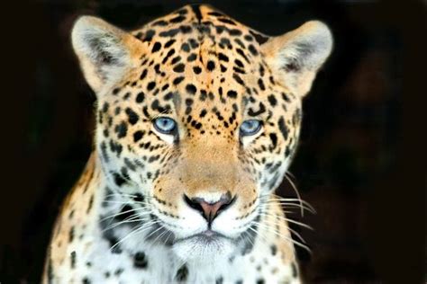 Young Jaguar With Amazing Blue Eyes - Feline Facts and Information