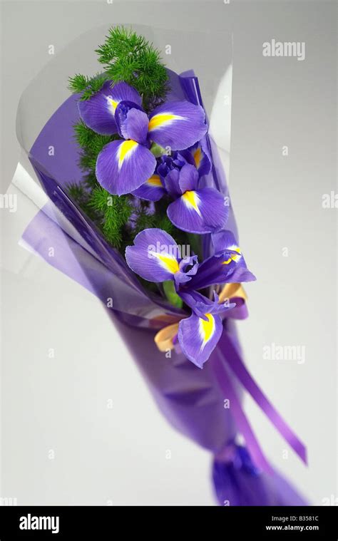 Bouquet of beautiful purple flowers isolated on white background Stock Photo - Alamy