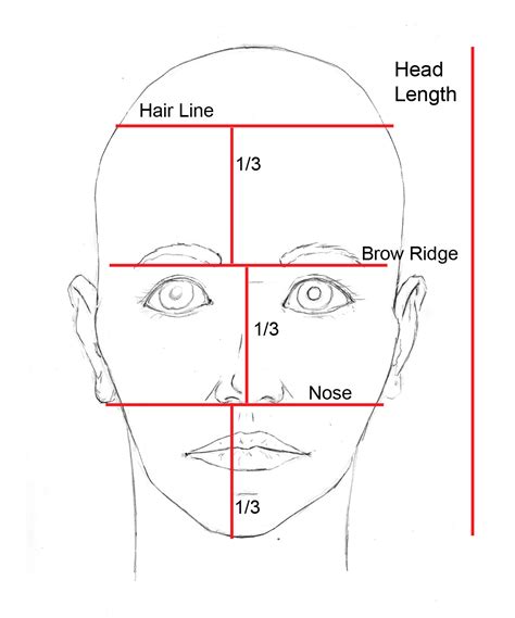 Face proportions | Face proportions, Face drawing, Drawings