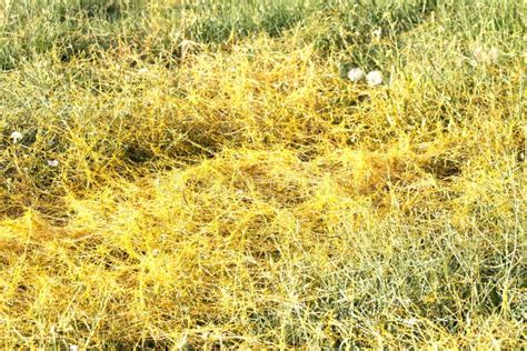 Cuscuta, Dodder, Parasitic Plant Stock Image - Image of yellow, healthy ...