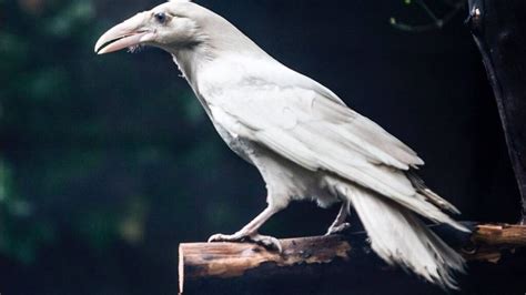 Fun Facts About White Ravens You Never Knew Existed