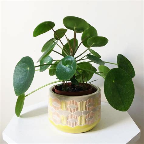 Pilea peperomia aka Chinese Money Plant 🥞💰 ...