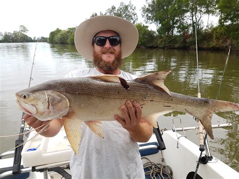 Out hunting mangrove jacks and pulled in this beauty 100cm king threadfin salmon : r/Fishing