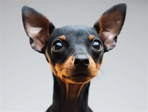 Miniature Pinscher Dog Breed Information & Characteristics