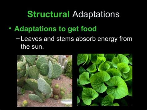 Plant adaptations