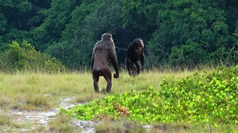 Chimpanzee troop beats and kills infant gorillas in unprecedented clash ...