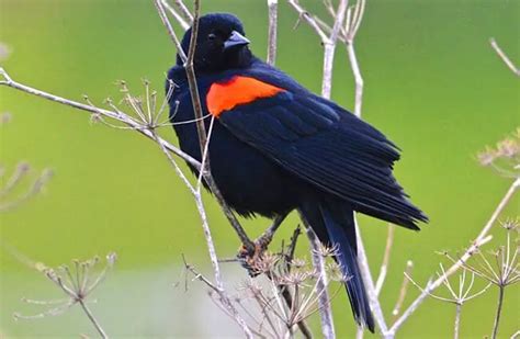 Blackbird - Description, Habitat, Image, Diet, and Interesting Facts