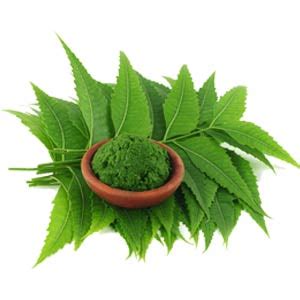 Neem Leaves Powder Wholesale - Neem Leaves Powder Suppliers, Manufacturer in India