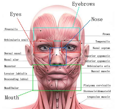 Main facial expression muscles of face and key facial areas division,... | Download Scientific ...