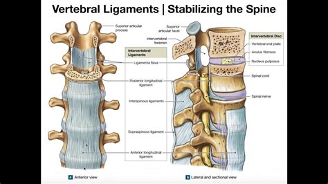 The Major Ligaments of the Spine - YouTube