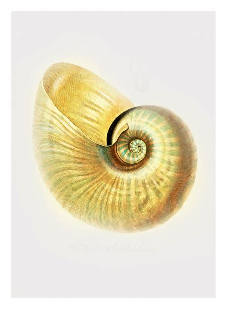 Shell Snail Vintage Art Free Stock Photo - Public Domain Pictures